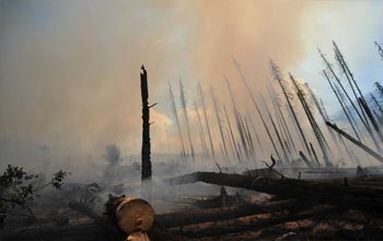 Мярка 8.4. Възстановяване на щети по горите от горски пожари, природни бедствия и катастрофични събития